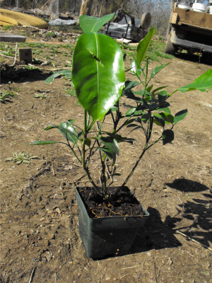 Dwarf navel orange