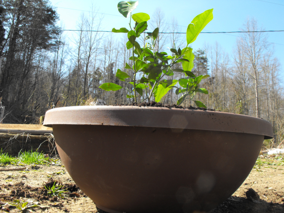 Repotted dwarf navel orange