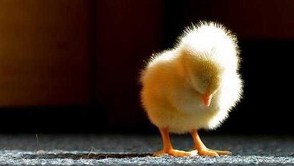 baby chick