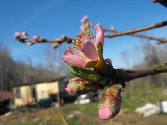 Nectarine flower