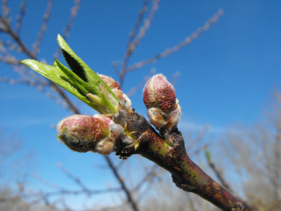 Peach bud showing red.
