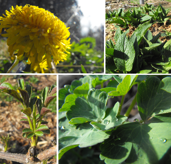 Dandelion flower, comfrey leaves, columbine leaves, and elderberry leaves