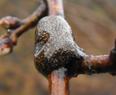 Tent caterpillar egg mass