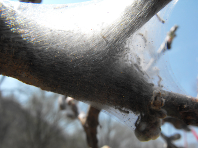 Young tent caterpillars