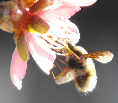 Pollinator on peach flower