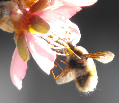 Bee fly