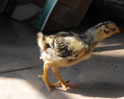 Dark Cornish chick exploring