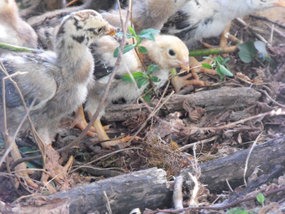 Dark Cornish chicks on pasture