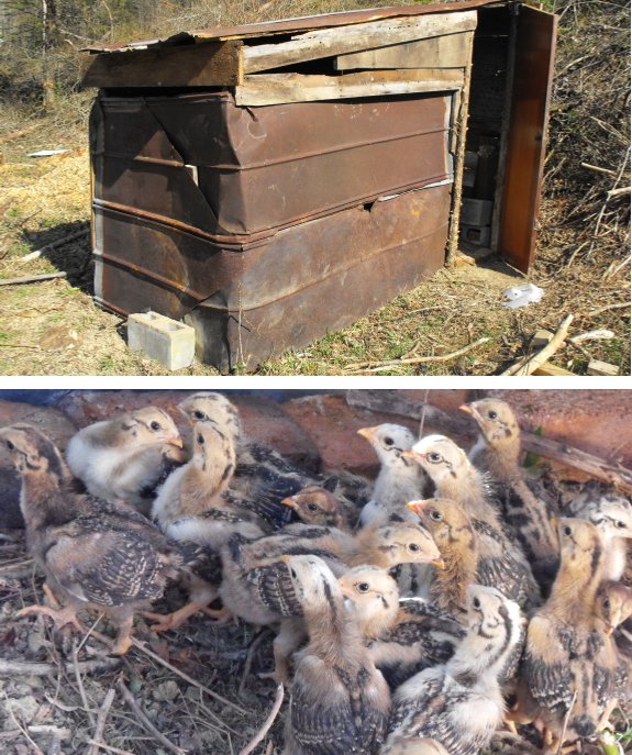 chicken pasture coop detail cute chicks