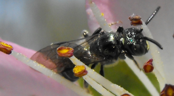 Small Carpenter Bee (Ceratina sp.)