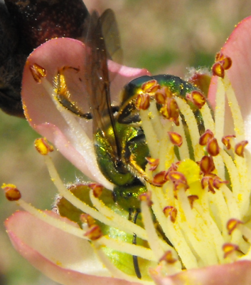 Sweat bee