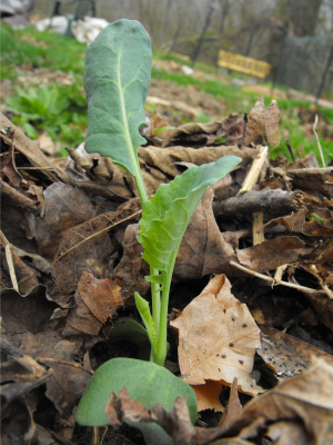 Broccoli seedling