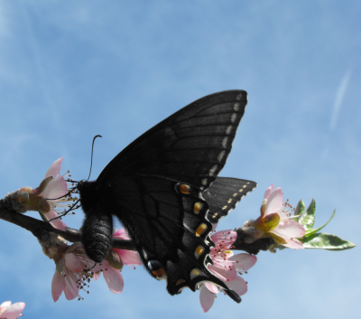 Swallowtail butterfly