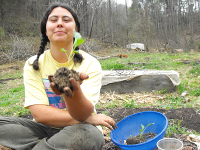 Transplanting broccoli