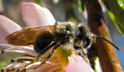 Miner bee (Andrena sp.)