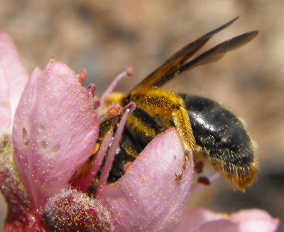 Miner bee legs are hairy