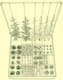 Square foot gardening diagram
