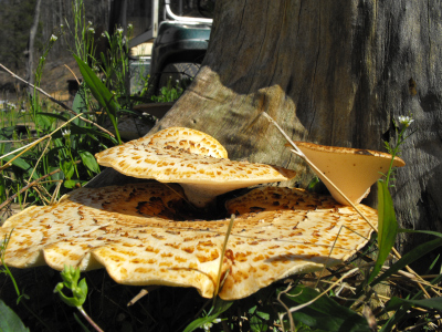Mushrooms growing in a stump