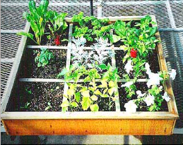 Small square foot garden