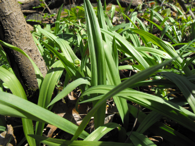 Burdick's wild leek (Allium burdickii)