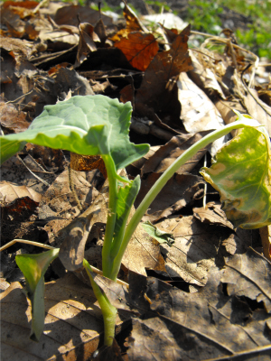 Lightly frost-nipped broccoli seedling
