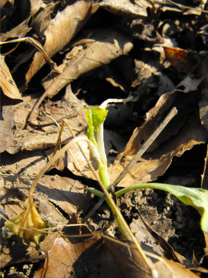 Heavily frost-nipped broccoli seedling