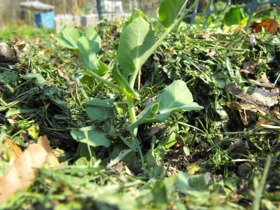 Grass clipping mulch