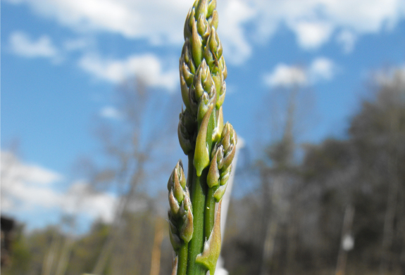 Skinny asparagus spear