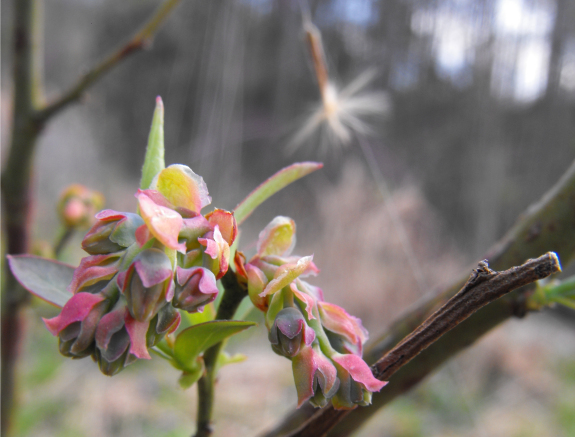 Rabbiteye blueberry flower buds