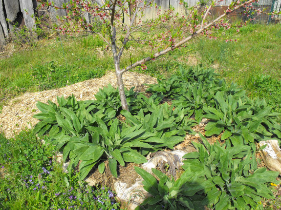 Comfrey mulch