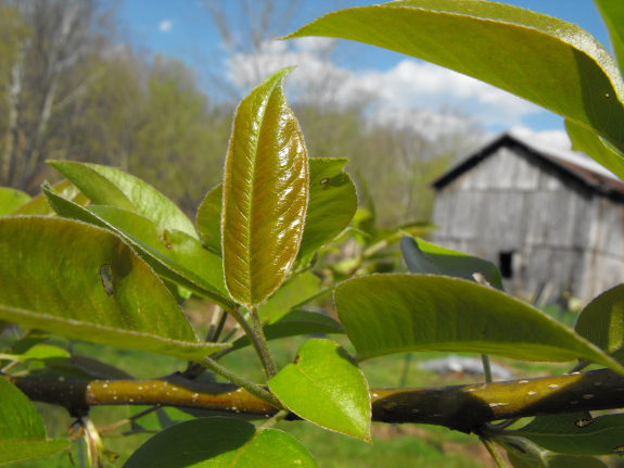 Young pear leaves