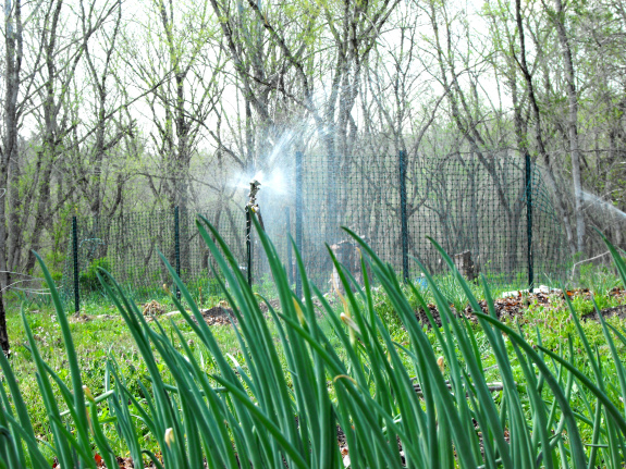 Sprinkler behind Egyptian onions