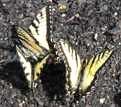 Eastern tiger swallowtails on compost