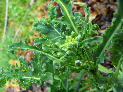 Kale about to bloom