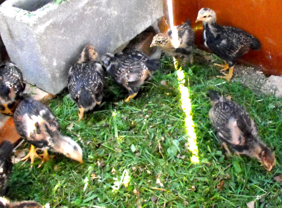 Chicks picking through grass clippings