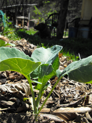 Broccoli seedling