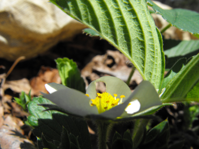 Strawberry flower