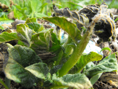 Young potato leaves damaged by a frost