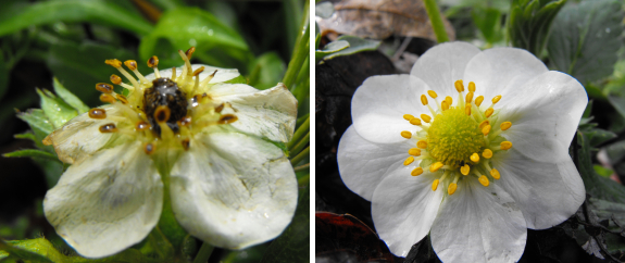 Healthy vs. frost-damaged strawberry flower