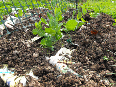 Wood chips on top of paper mulch