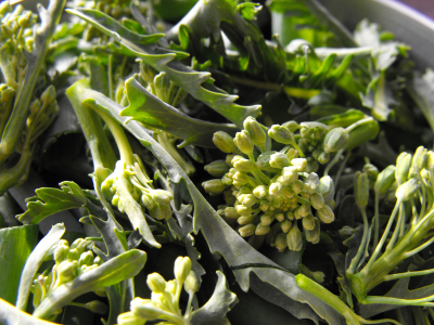 Kale flower buds