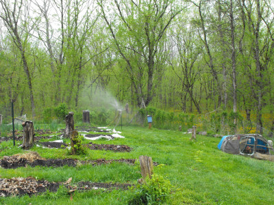 Watering the mule garden