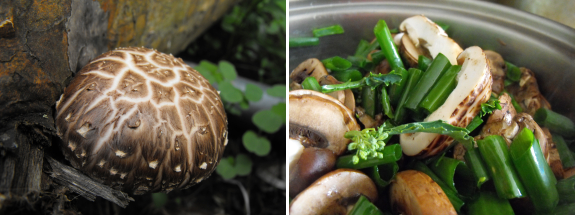 Shiitake with cracked cap