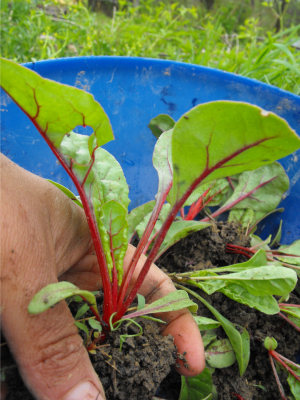 Swiss chard seedling