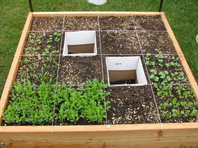 Square foot gardening bed