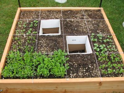 Square Foot Gardening on Square Foot Gardening Rebuttal