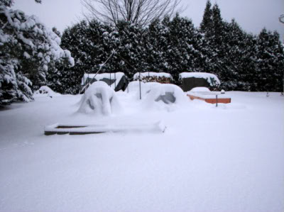 Snow-covered garden