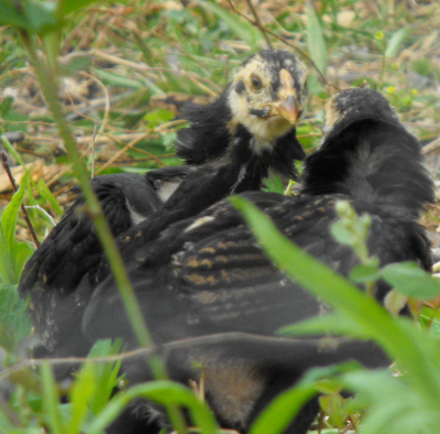 Month old chicks in a dominance display