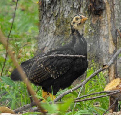 Dark Cornish cockerel