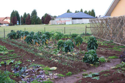 Steve Solomon's garden